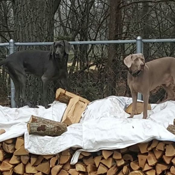 Meet your Posher, Mi weimeriners - Picture 1 of 1